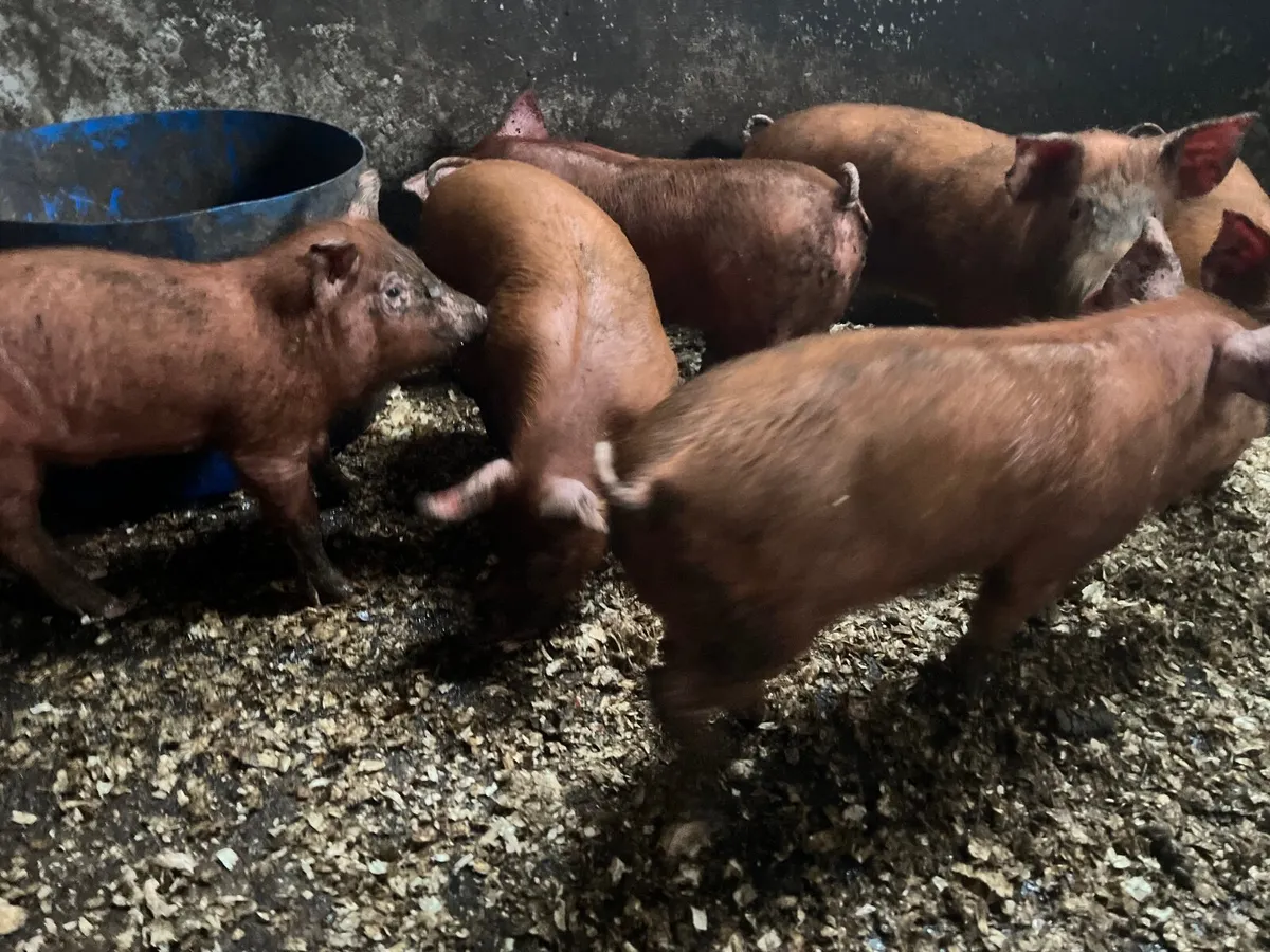 PB TAMWORTH WEANERS / PIGLETS - Image 4