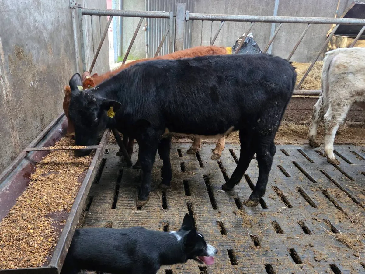 ***** shorthorn heifer***** - Image 2