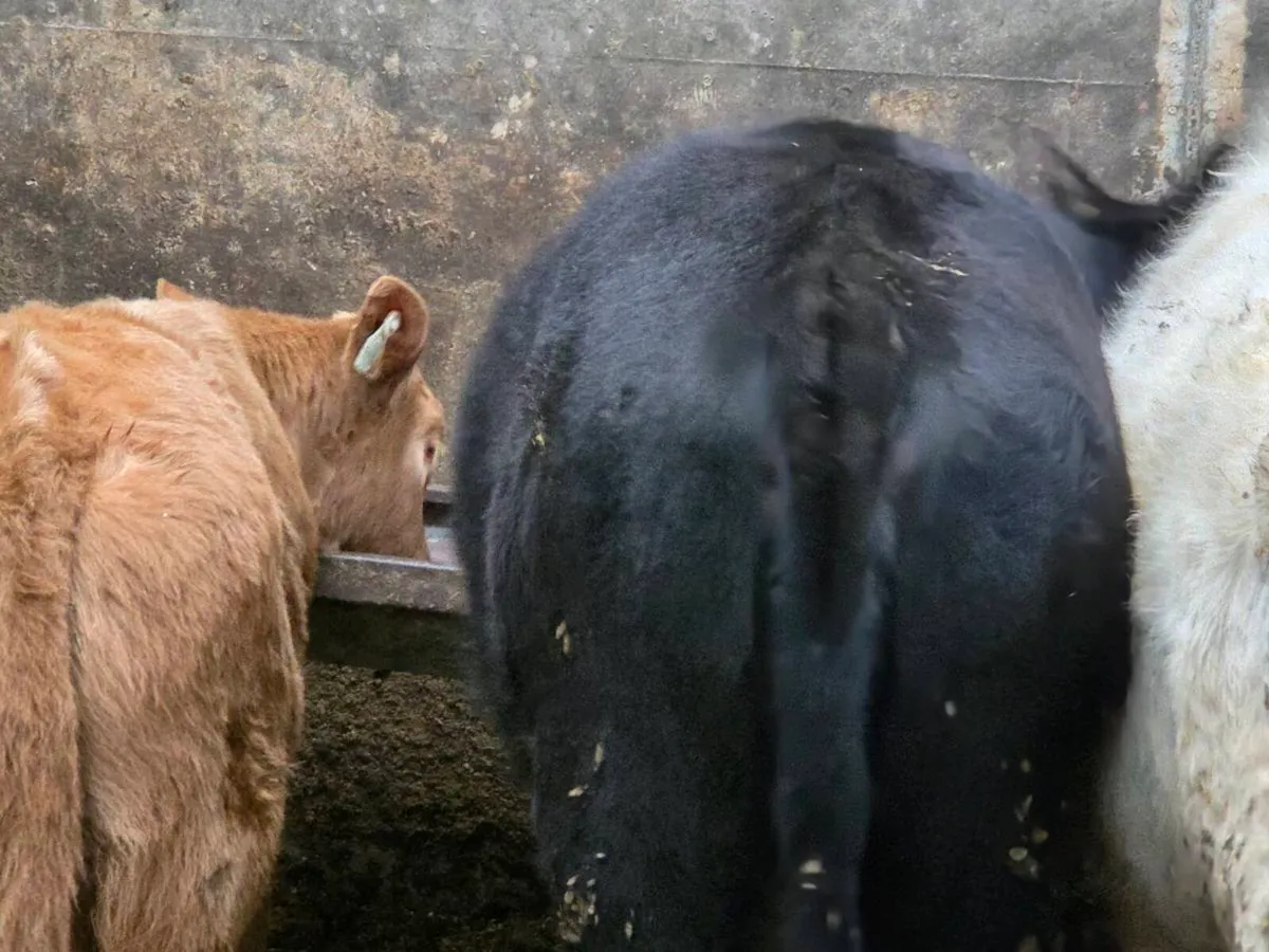 ***** shorthorn heifer***** - Image 3