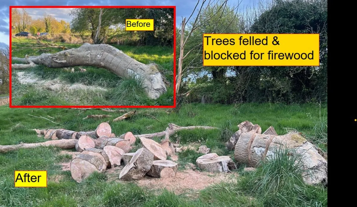 Garden / Boundary tree removal - Image 1