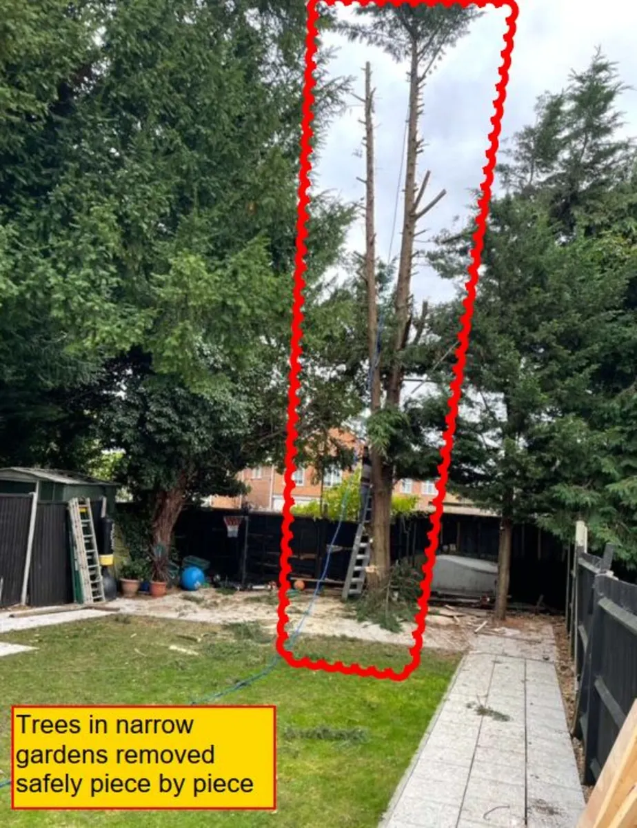 Garden / Boundary tree removal - Image 2