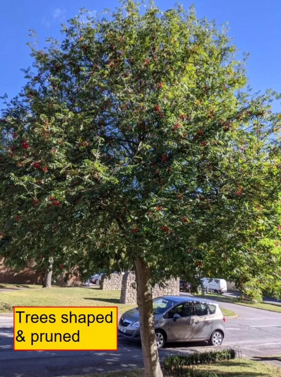 Garden / Boundary tree removal - Image 3
