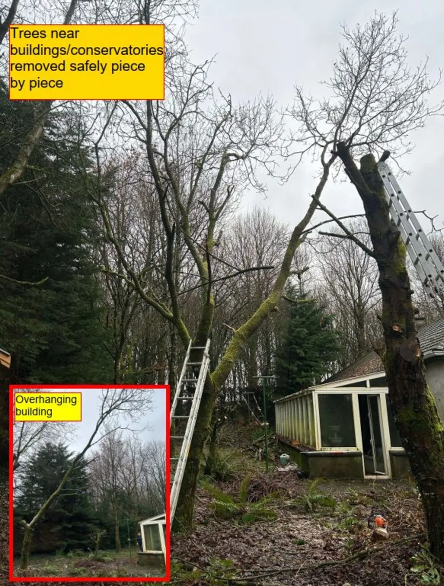 Garden / Boundary tree removal - Image 4