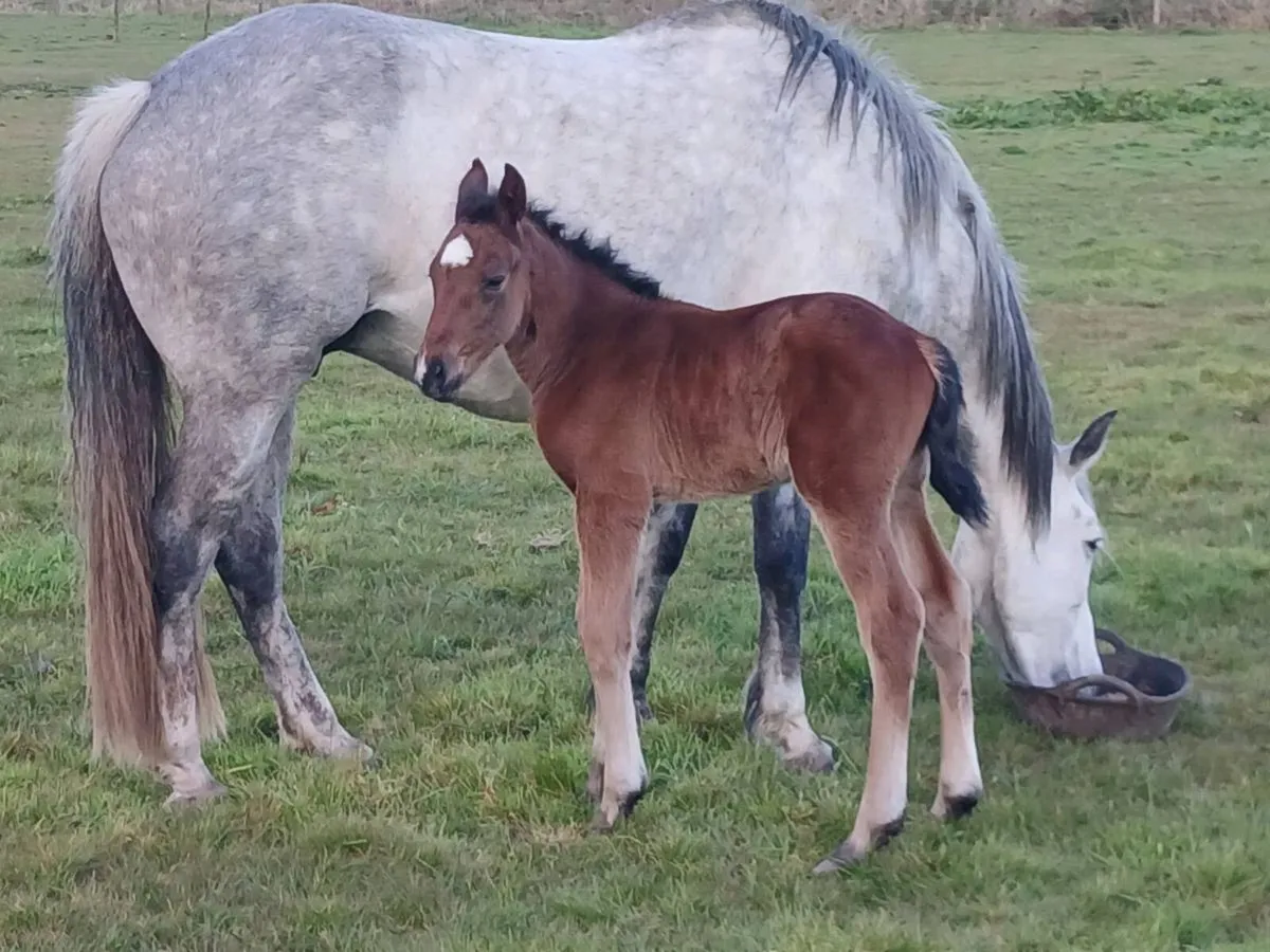 Horse and foal - Image 1
