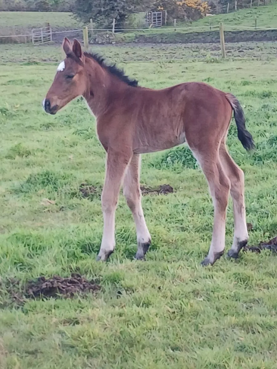 Horse and foal - Image 2