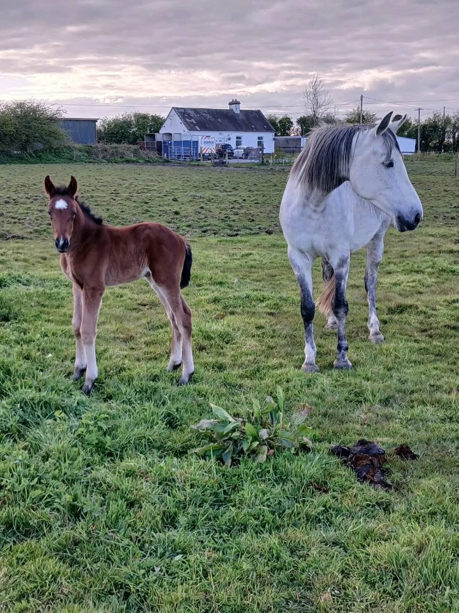 Horse and foal - Image 3
