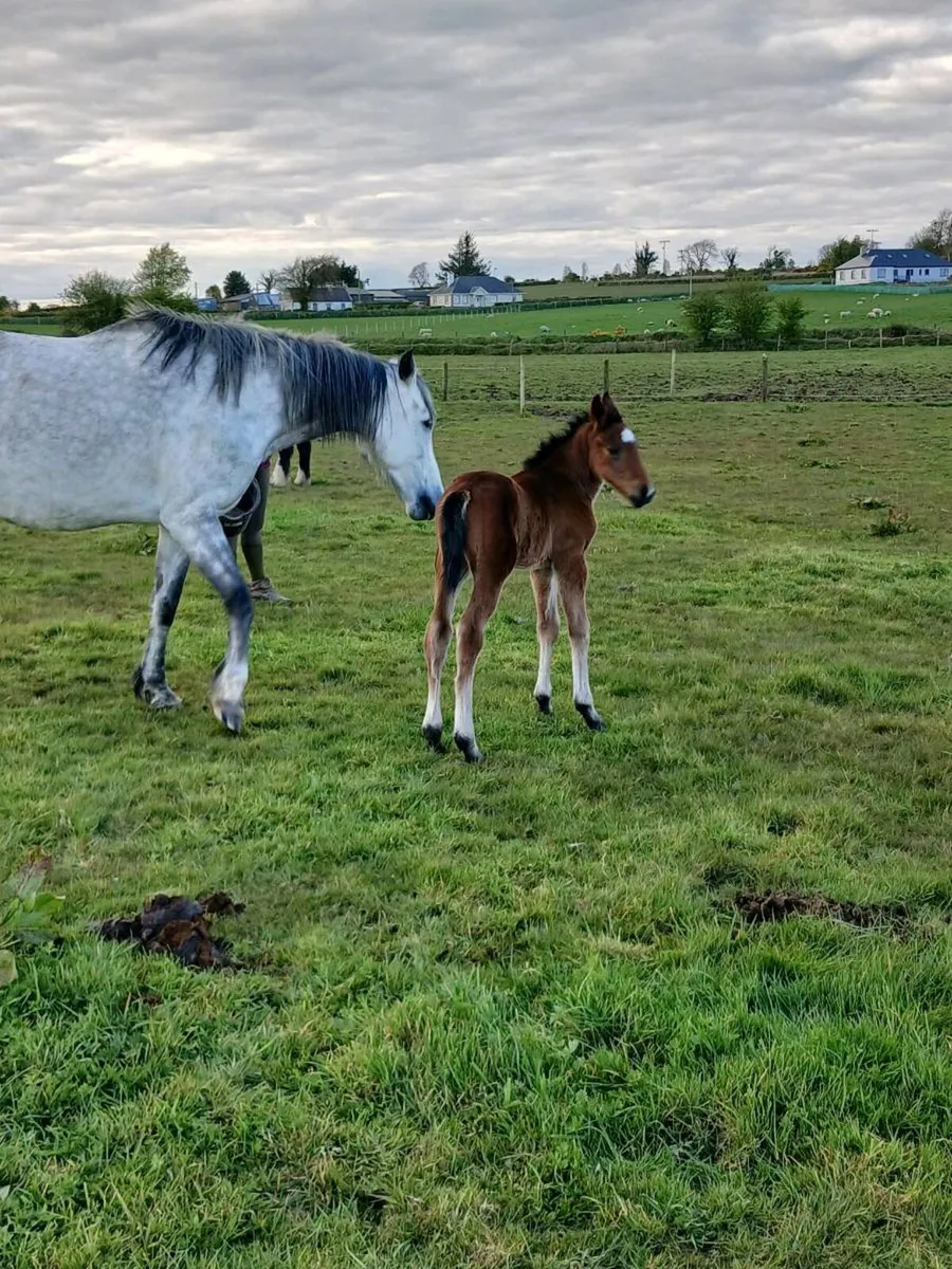 Horse and foal - Image 4