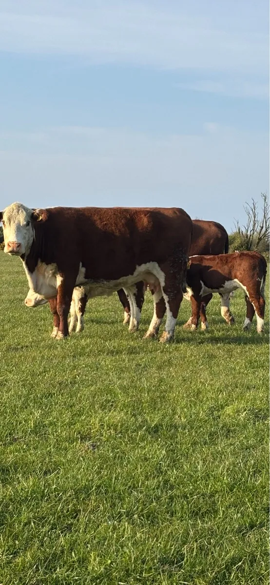2 pedigree Hereford cows and calves - Image 2
