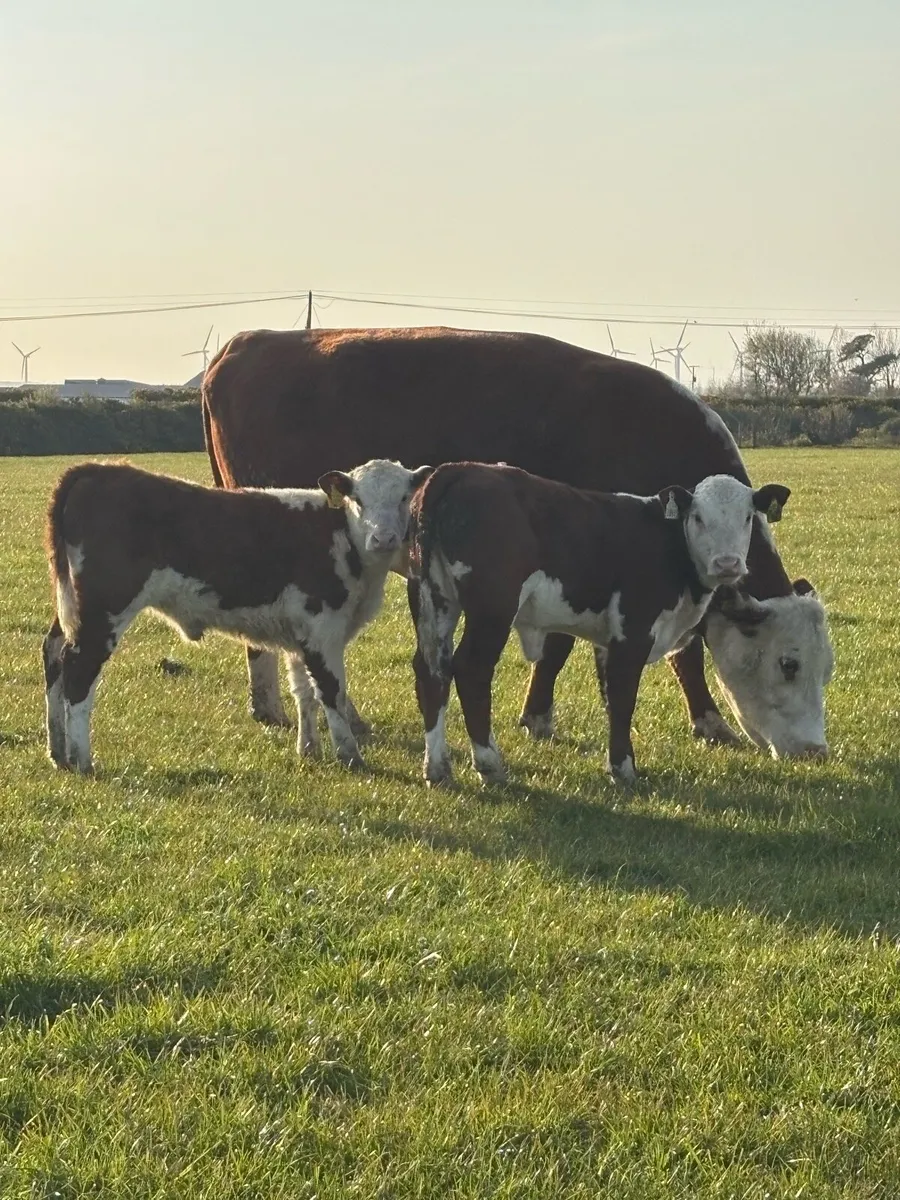 2 pedigree Hereford cows and calves - Image 4
