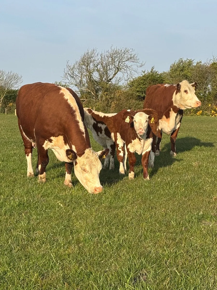 2 pedigree Hereford cows and calves - Image 3