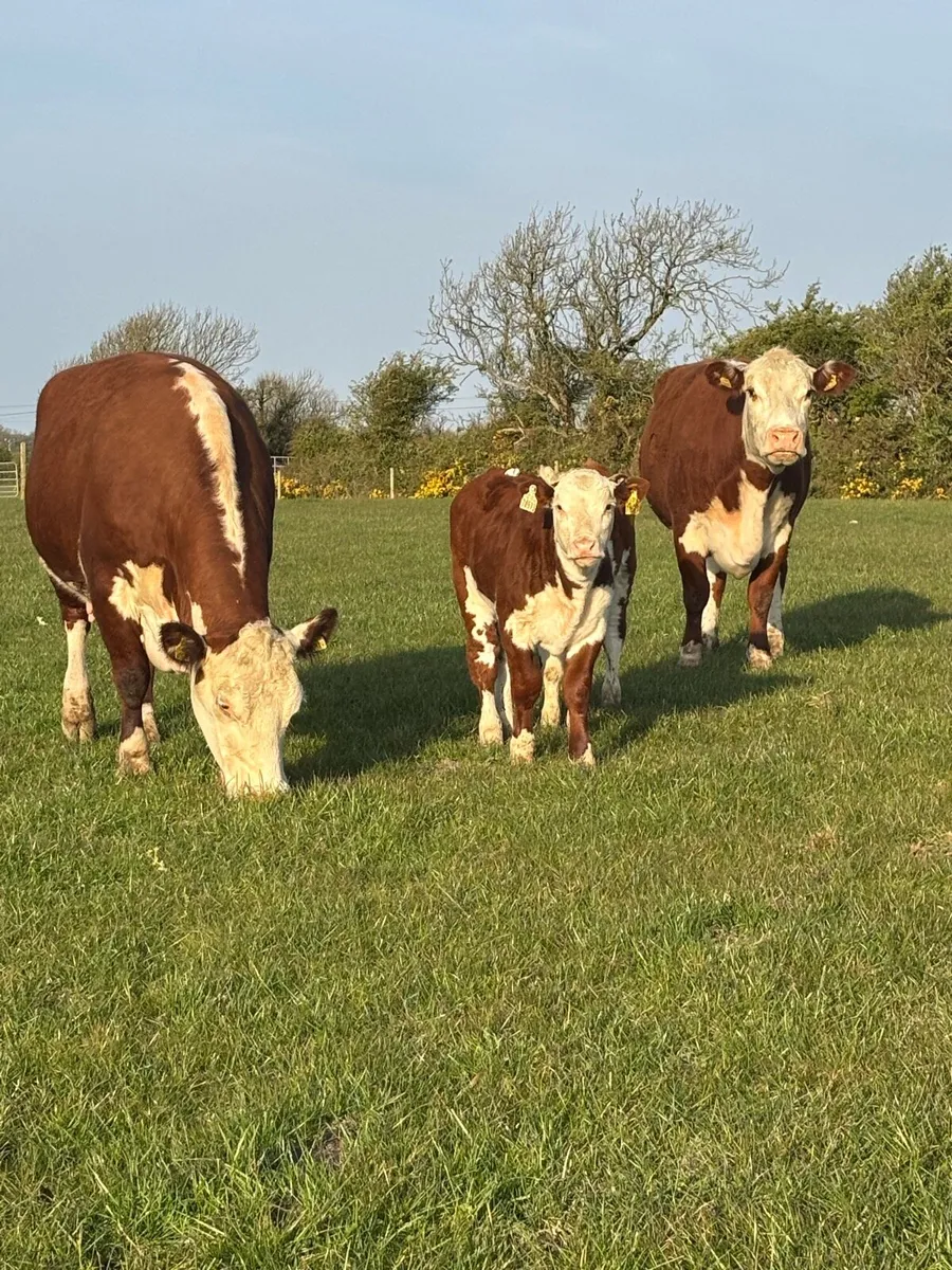 2 pedigree Hereford cows and calves - Image 1