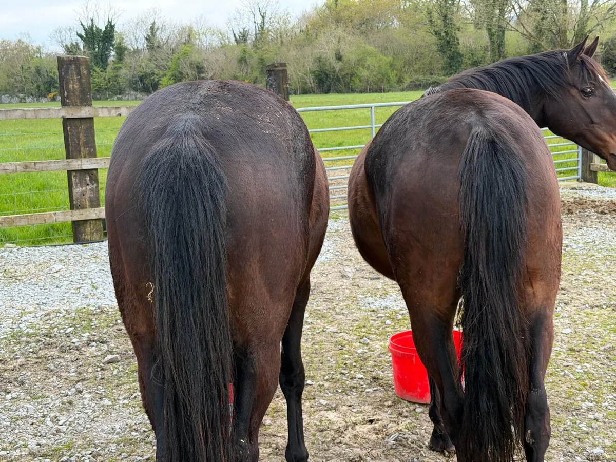 Thoroughbred geldings - Image 1