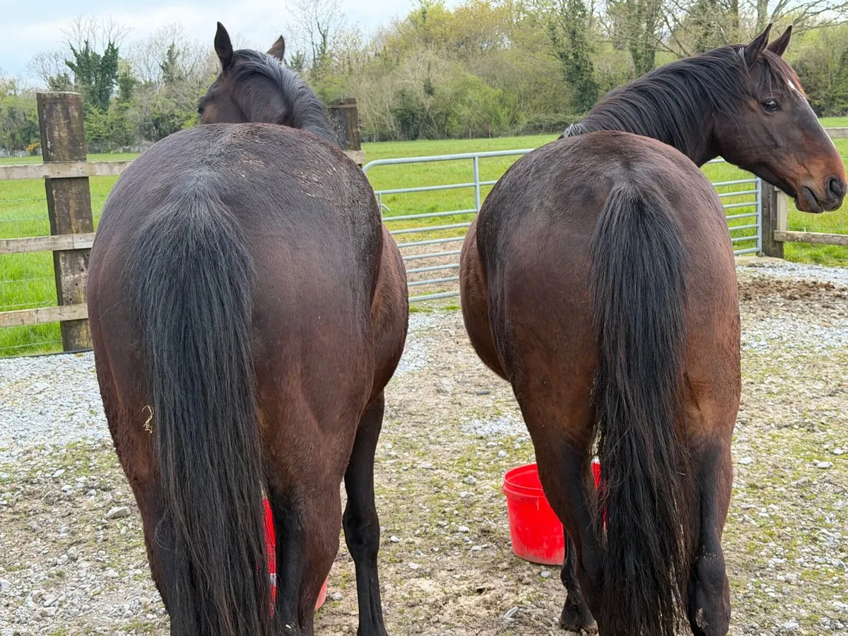 Thoroughbred geldings - Image 2