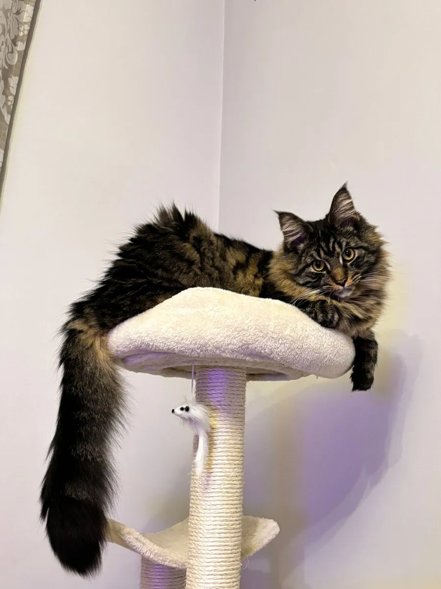 Maine Coon Cat - Image 1
