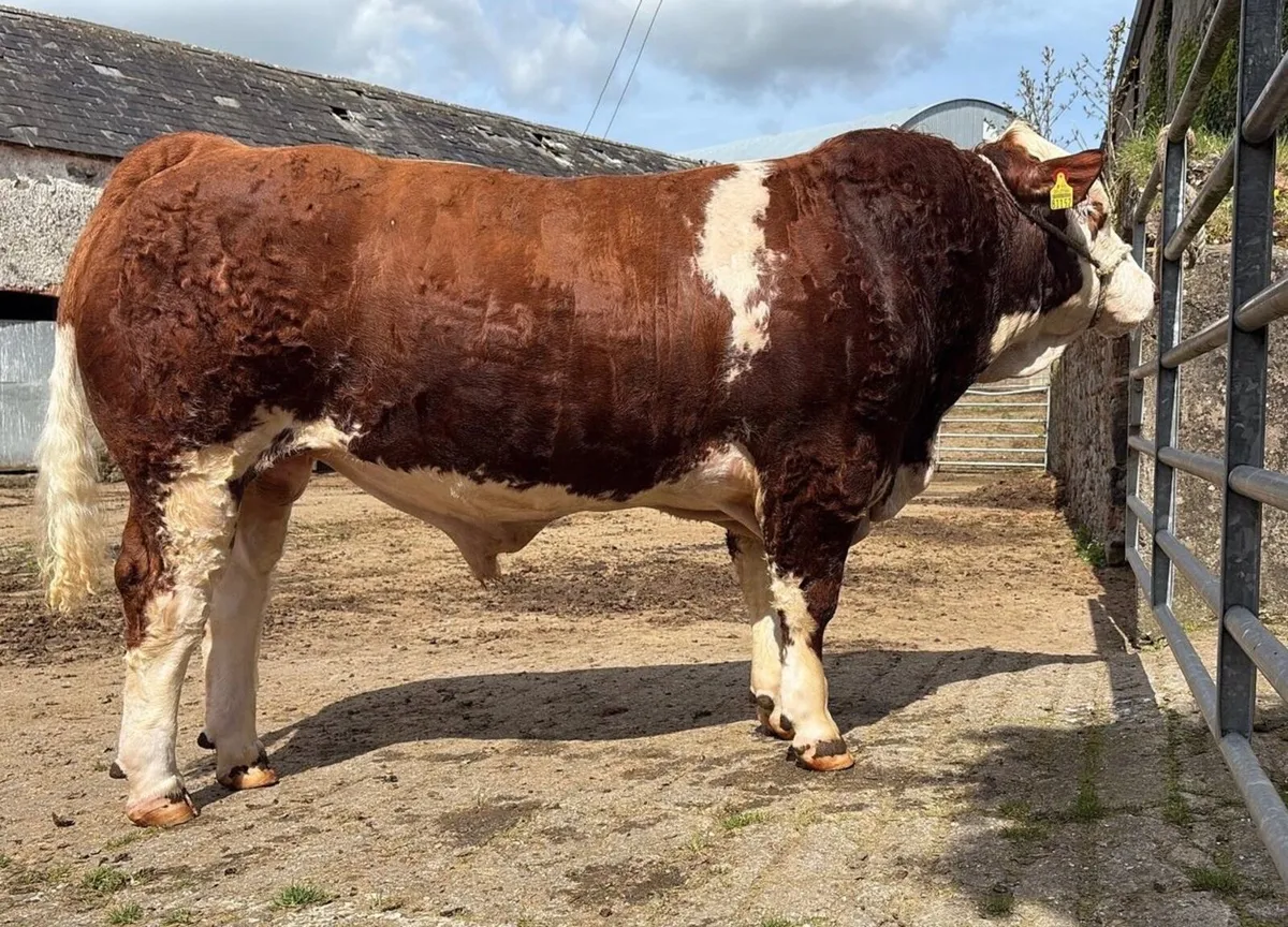 Tullamore Sale Pedigree Simmental bull - Image 1