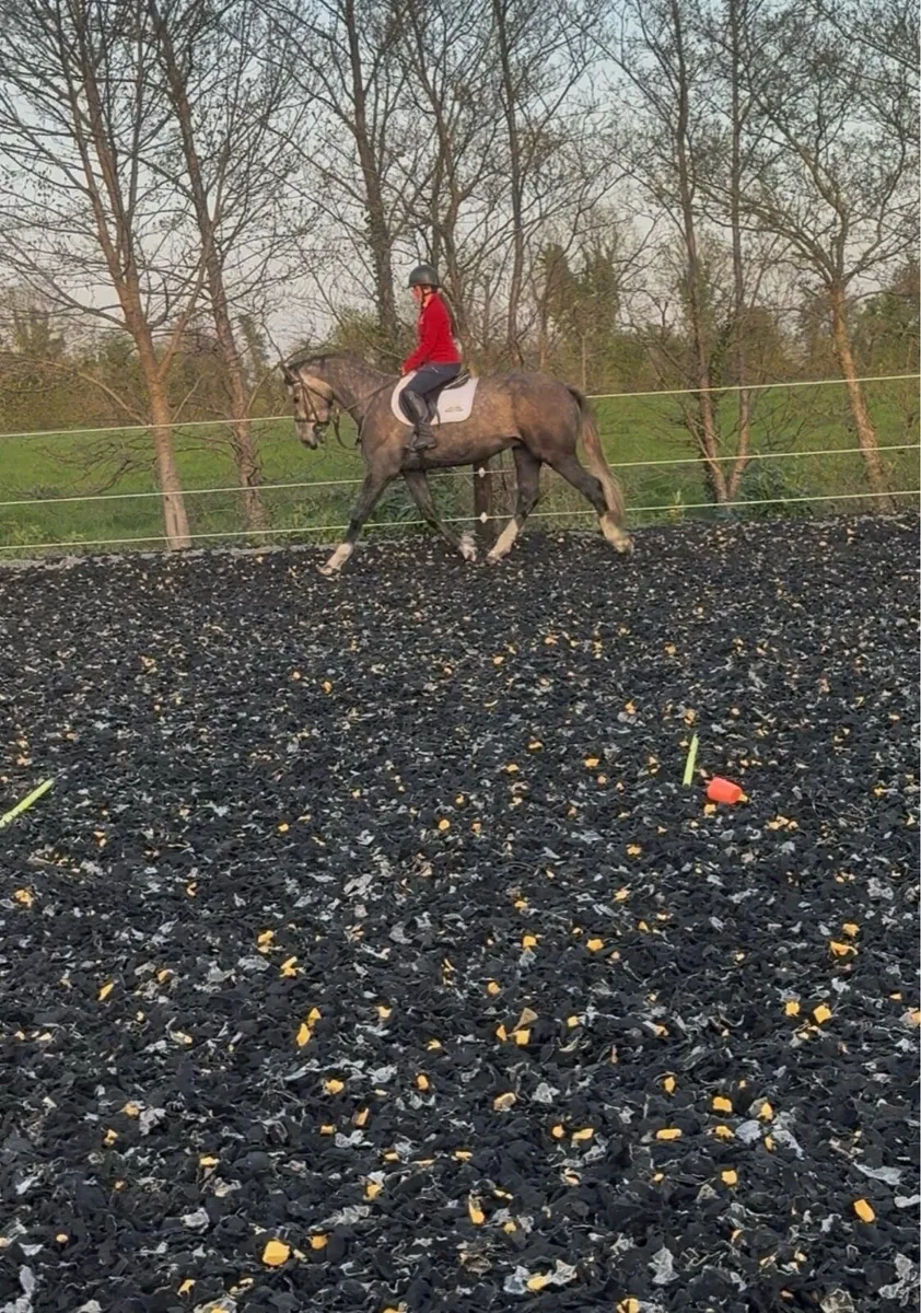 Rare find - Exceptional 3yr 16'2/3 RID Gelding - Image 2