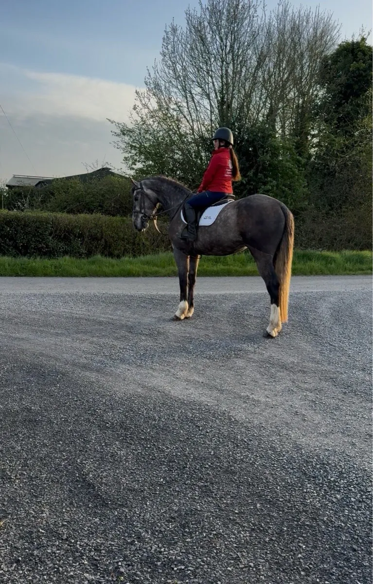 Rare find - Exceptional 3yr 16'2/3 RID Gelding - Image 3