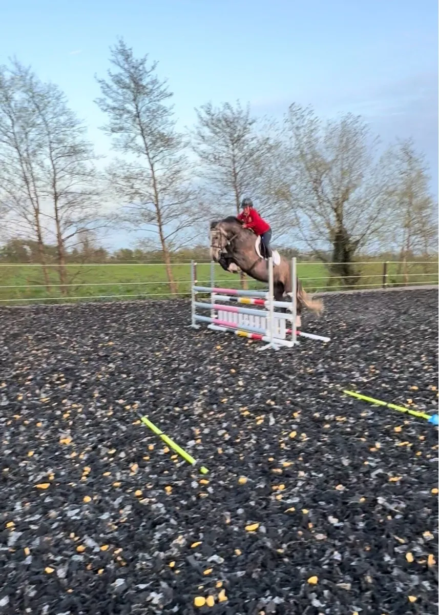 Rare find - Exceptional 3yr 16'2/3 RID Gelding - Image 4