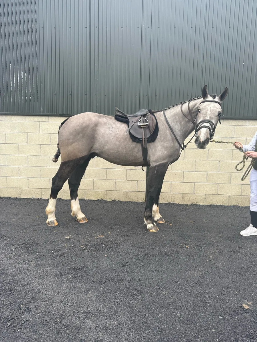 Rare find - Exceptional 3yr 16'2/3 RID Gelding - Image 1