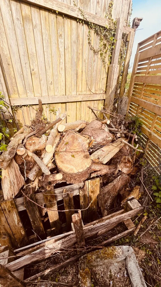 Fire wood free for collection - Image 1