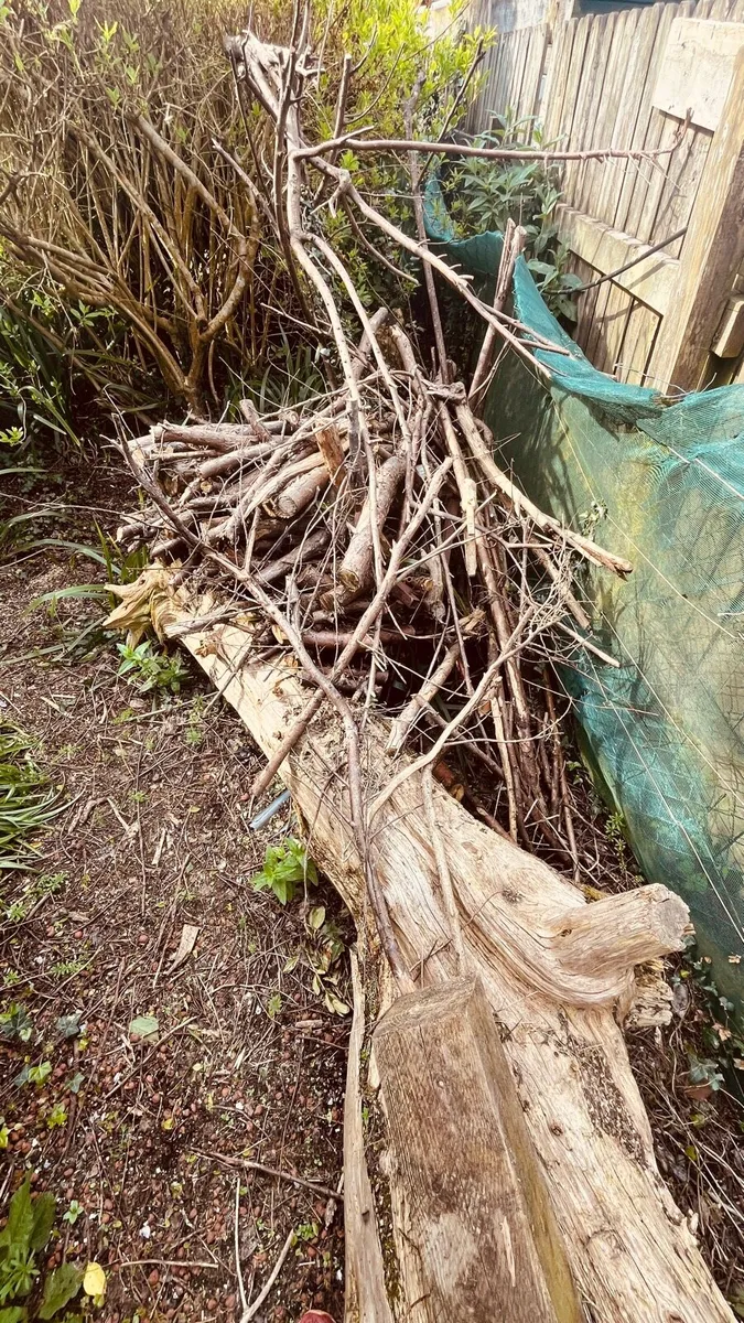 Fire wood free for collection - Image 3