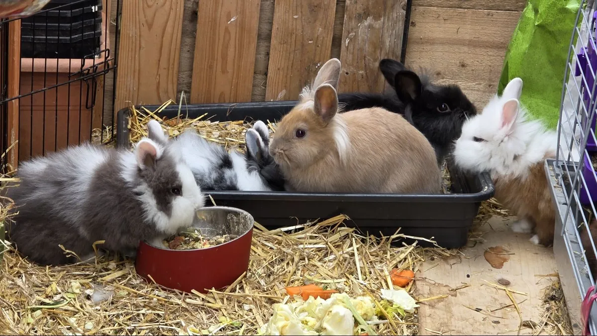 Well Socialized Lionhead x Dwarf Bunny Rabbits - Image 1