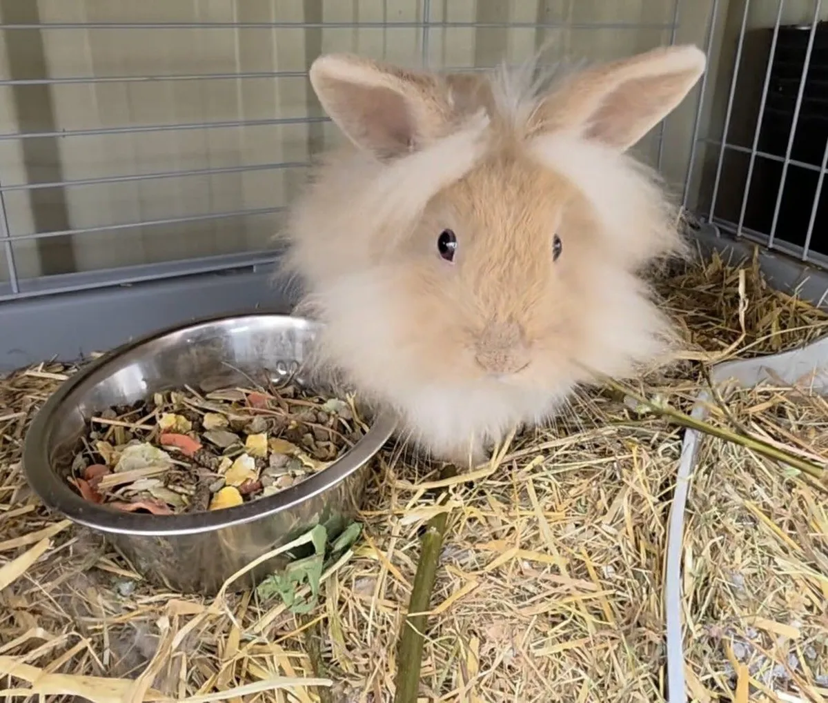 Well Socialized Lionhead x Dwarf Bunny Rabbits - Image 2
