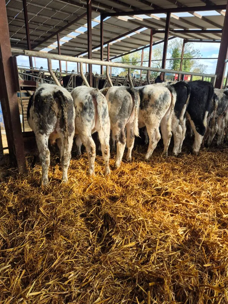 Belgian + Herford runners - Image 1