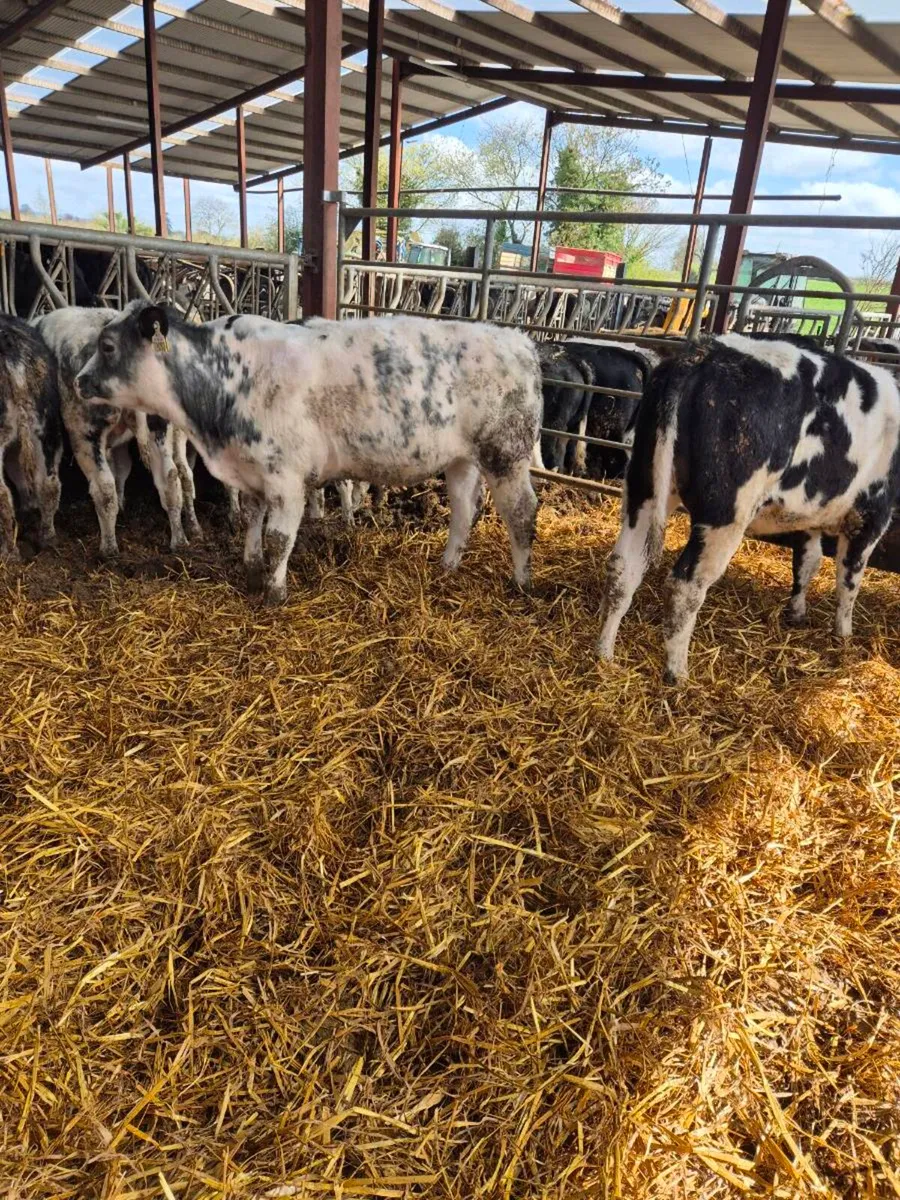 Belgian + Herford runners - Image 2