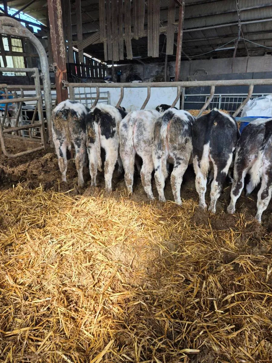 Belgian + Herford runners - Image 3