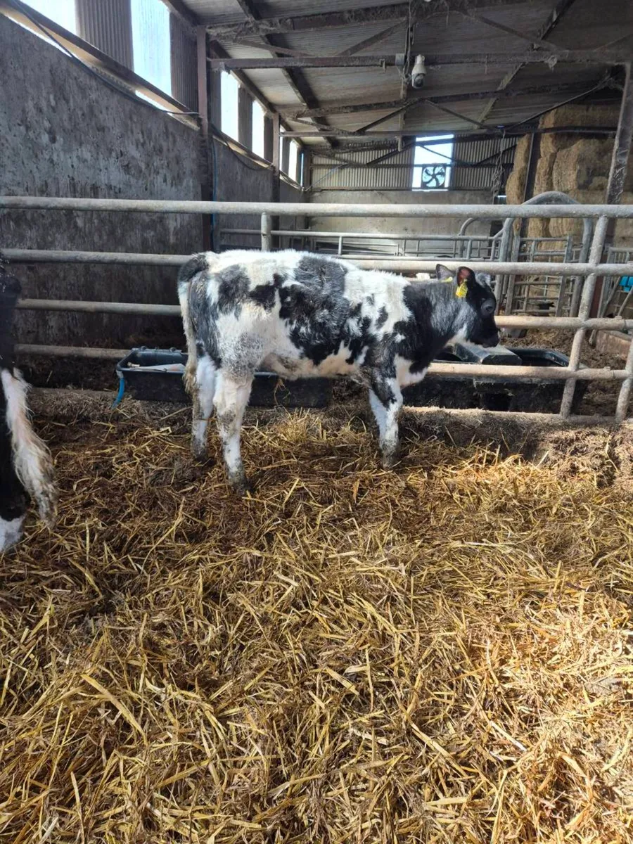 Belgian + Herford runners - Image 4