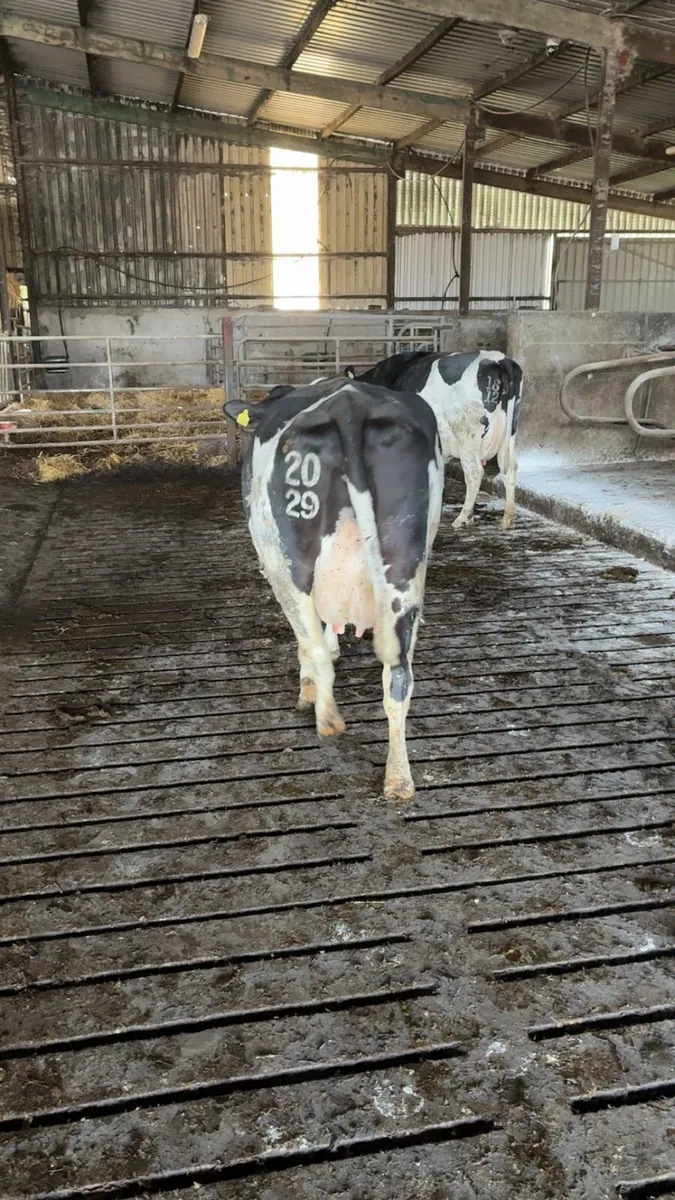 Dairy cows - Image 1