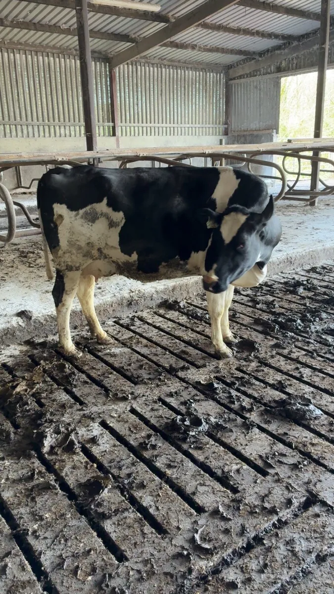 Dairy cows - Image 2