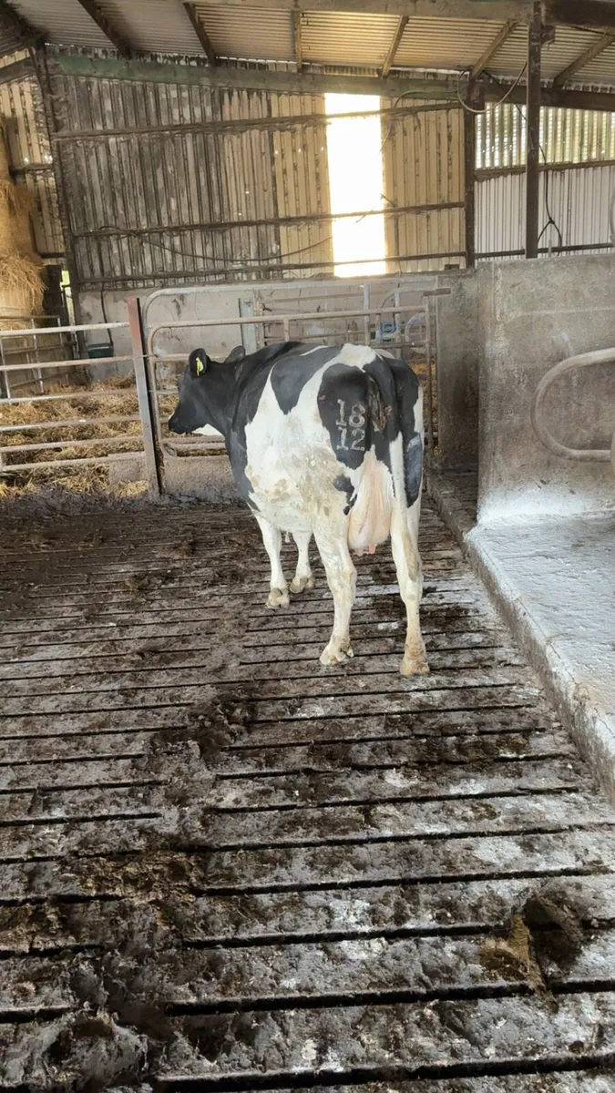 Dairy cows - Image 3