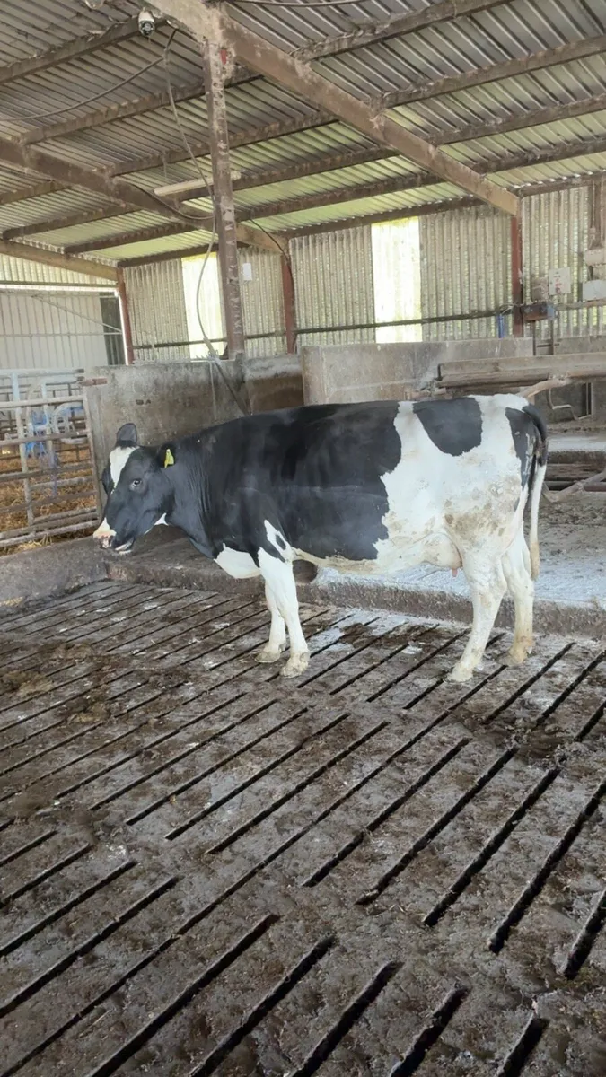 Dairy cows - Image 4