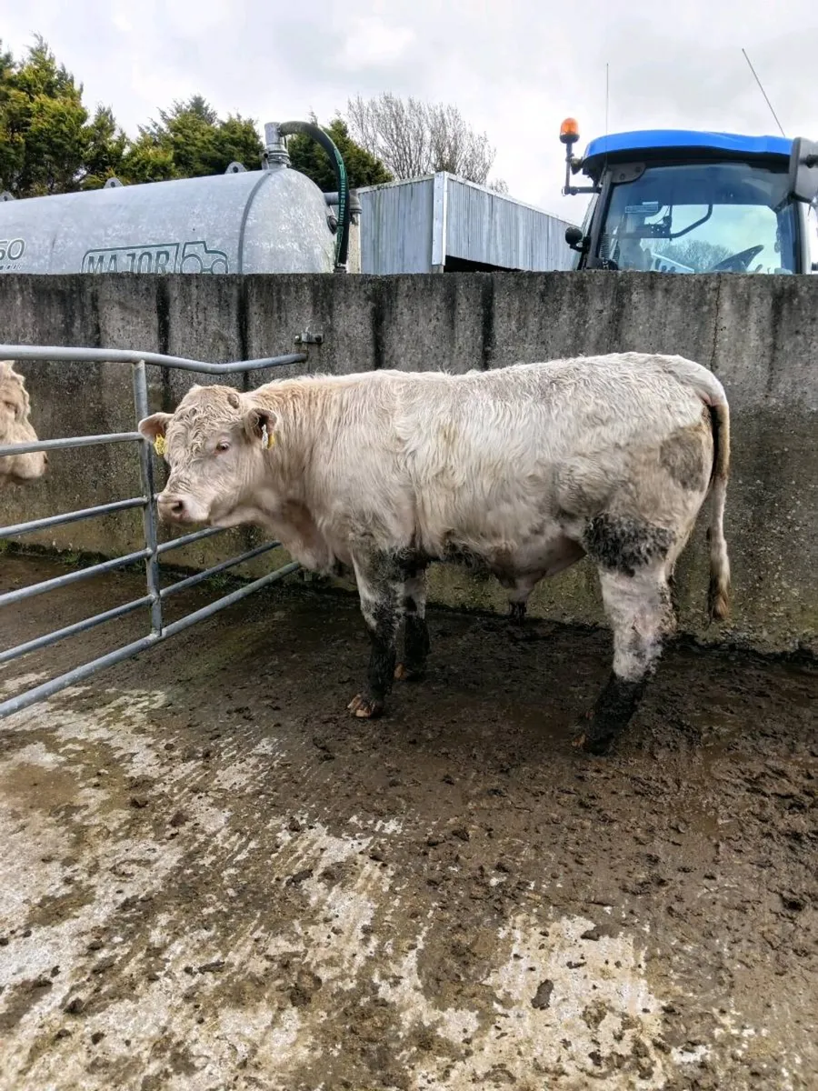 Pure bred Charolais bulls - Image 1