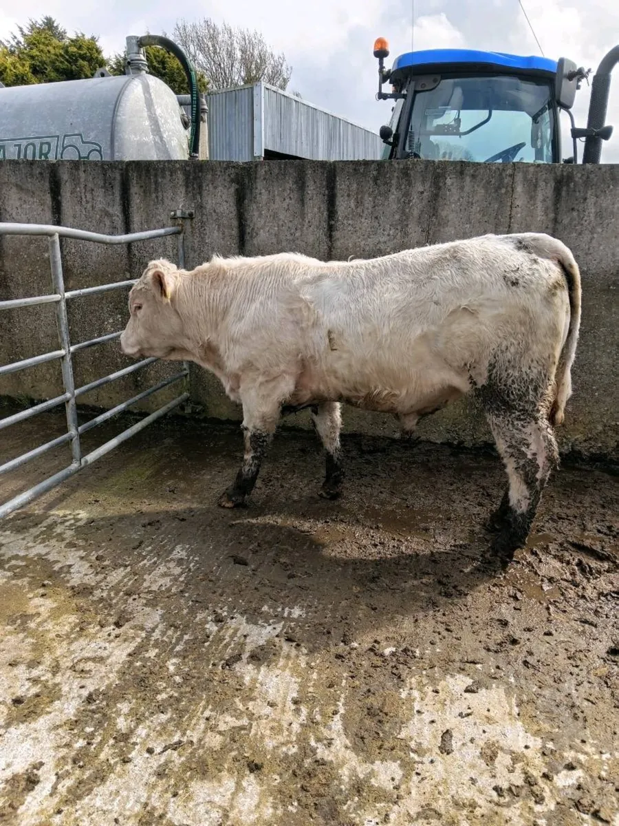 Pure bred Charolais bulls - Image 4