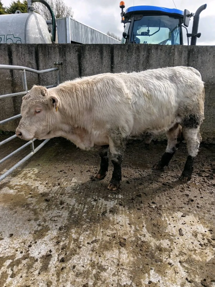 Pure bred Charolais bulls - Image 2