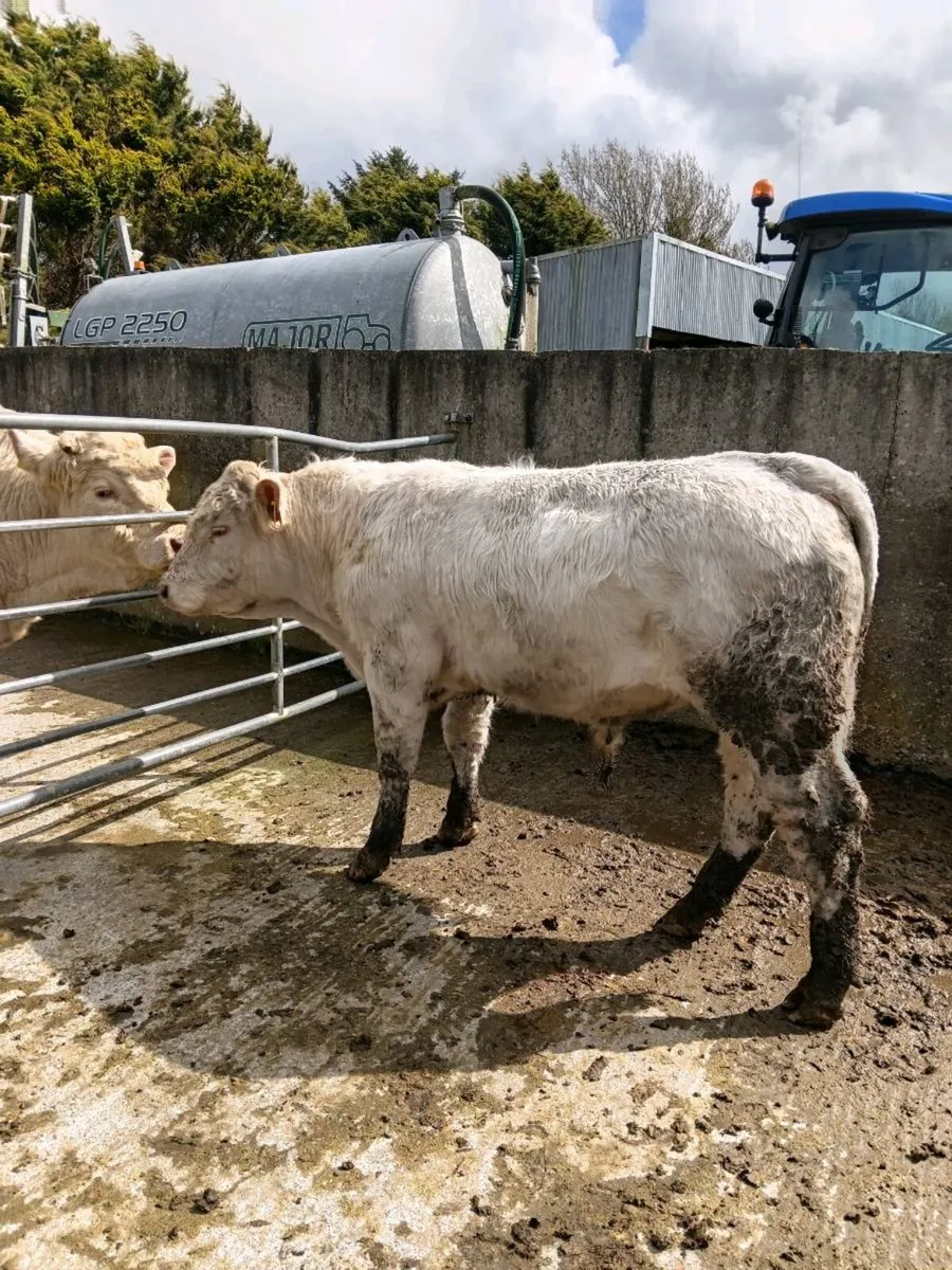 Pure bred Charolais bulls - Image 3