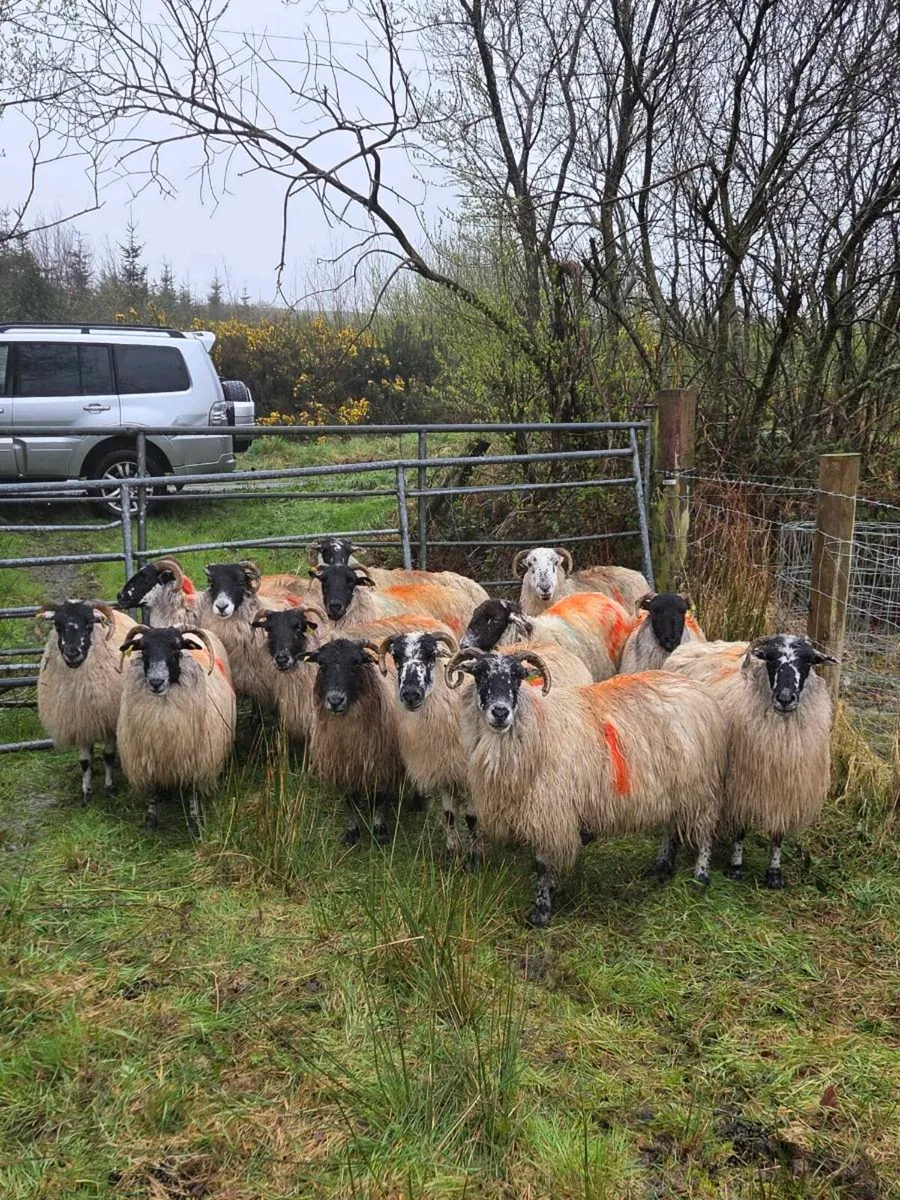 Organic inlamb ewes - Image 2