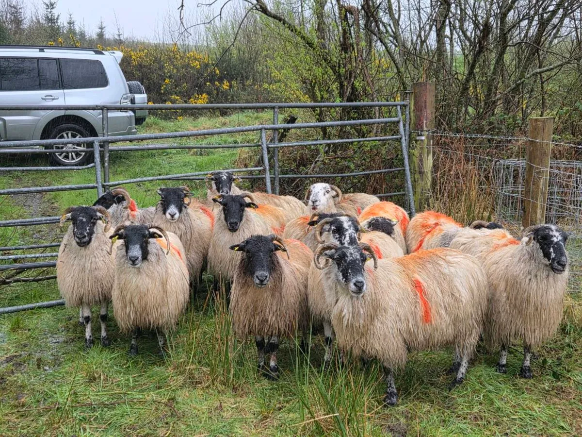 Organic inlamb ewes - Image 3