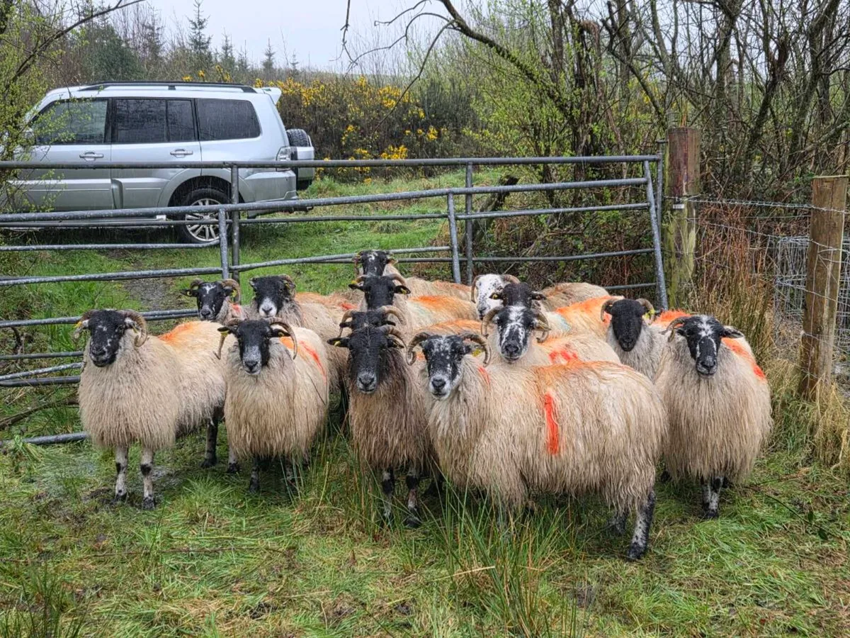 Organic inlamb ewes - Image 4