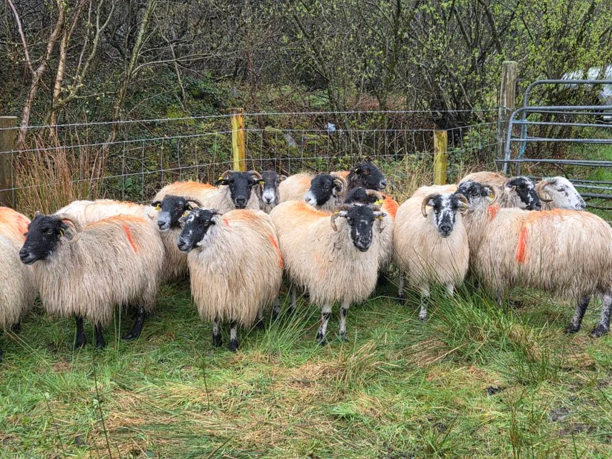 Organic inlamb ewes - Image 1