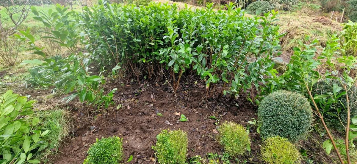 Bare root laurel final 50 plants 4ft tall - Image 1