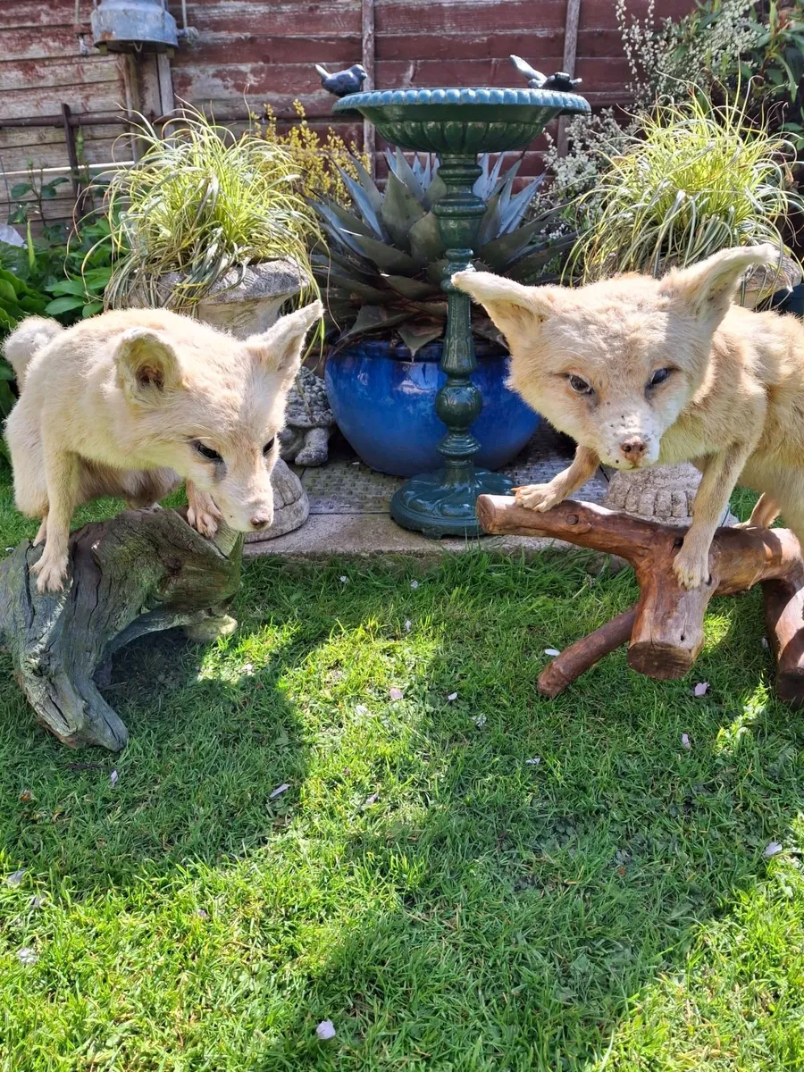 TAXIDERMY ARTIC PAIR  OFF FOXES - Image 1