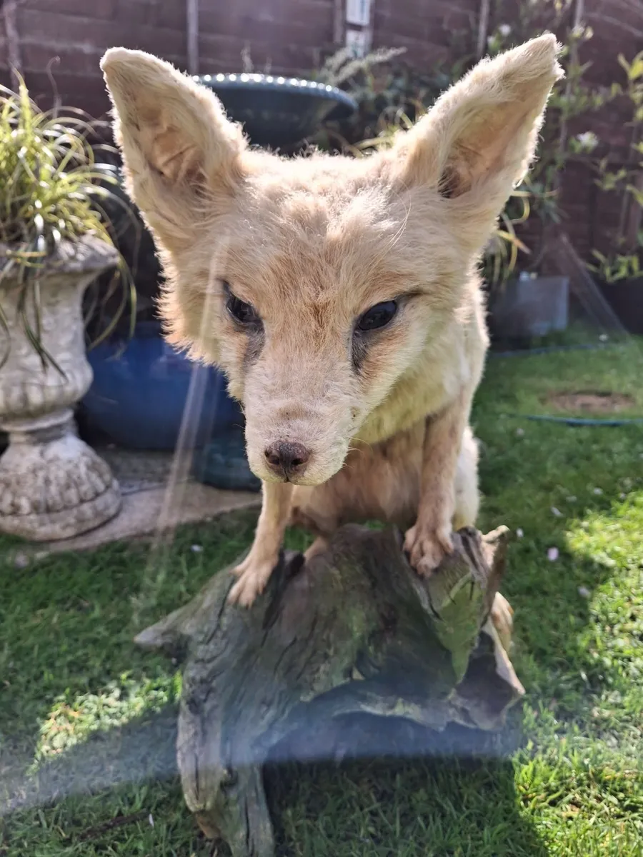TAXIDERMY ARTIC PAIR  OFF FOXES - Image 2