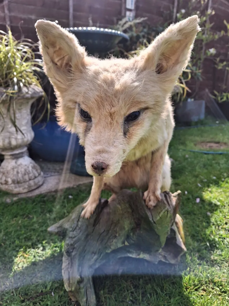 TAXIDERMY ARTIC PAIR  OFF FOXES - Image 3