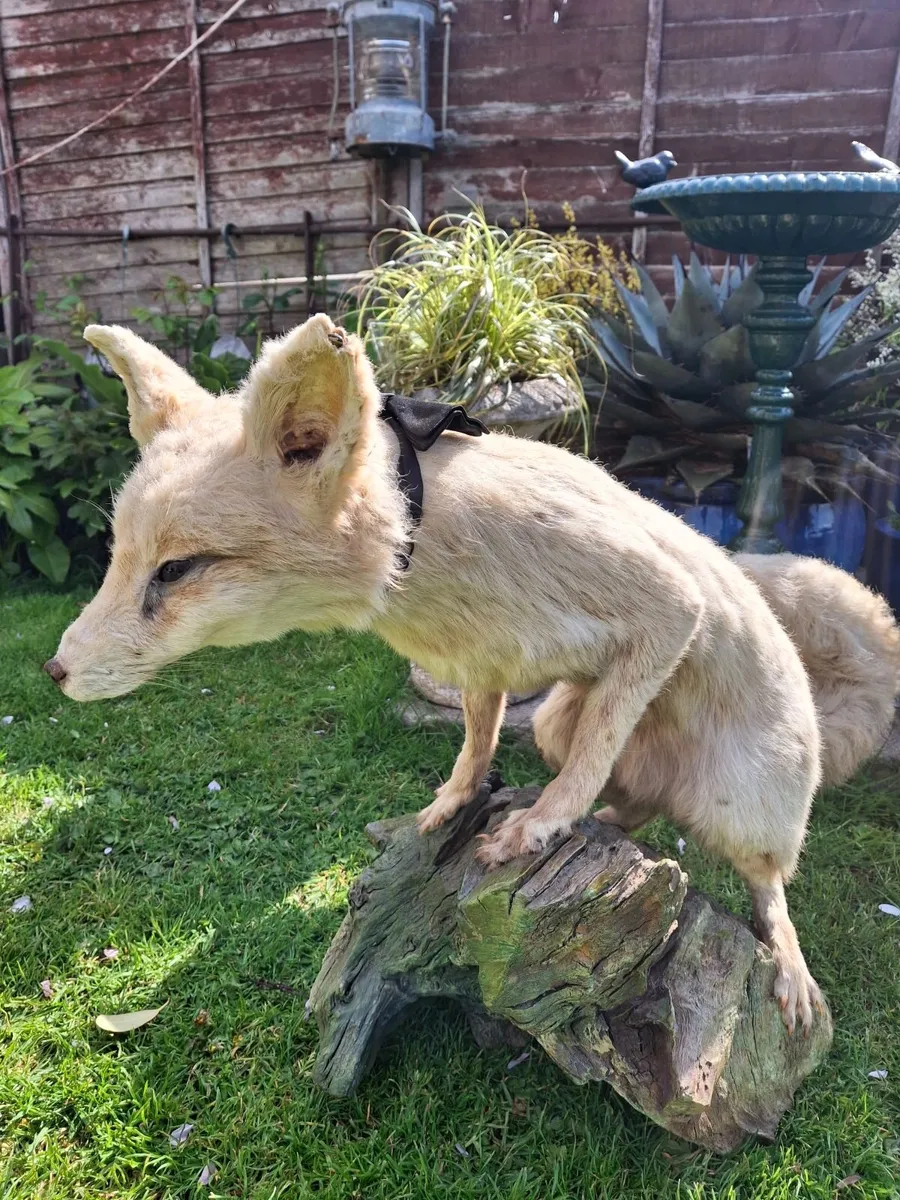 TAXIDERMY ARTIC PAIR  OFF FOXES - Image 4