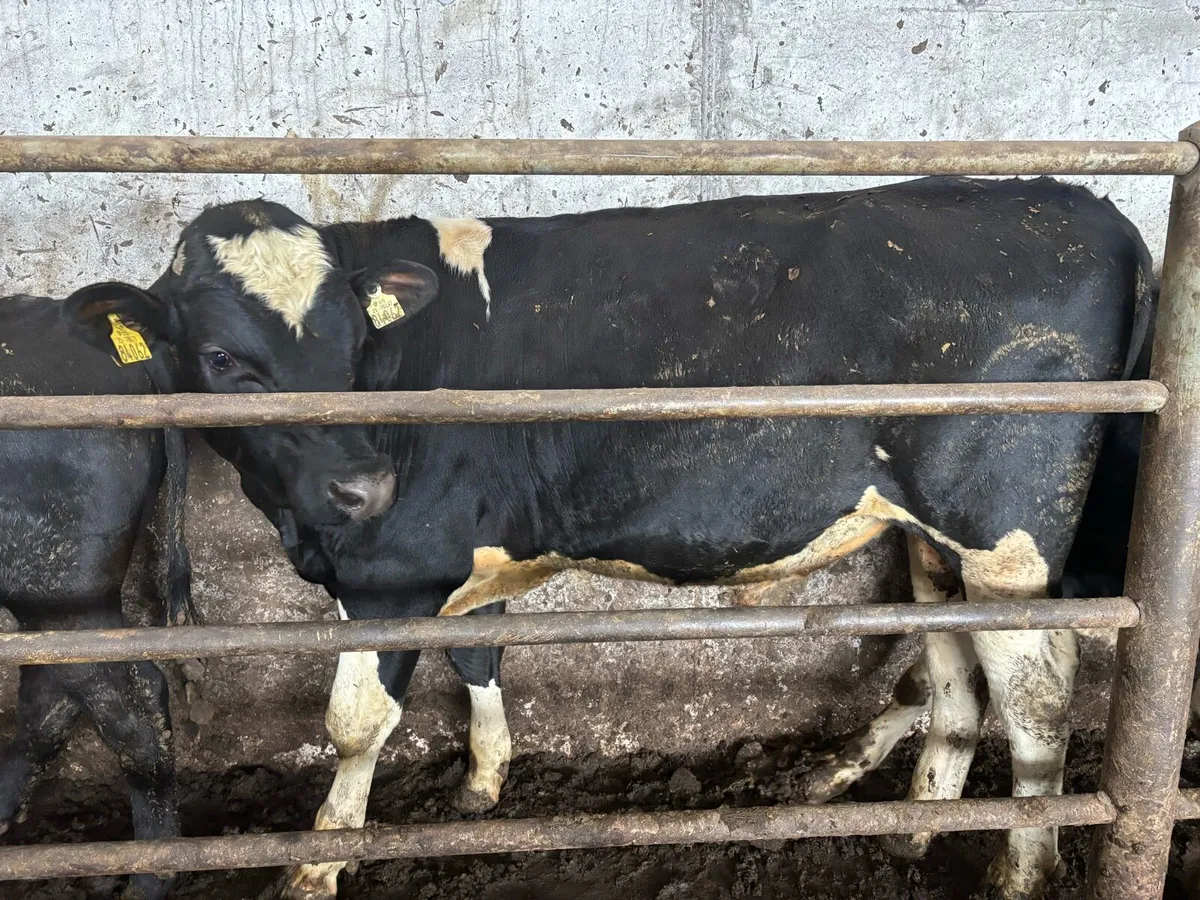 4 vasectomised Fr bulls