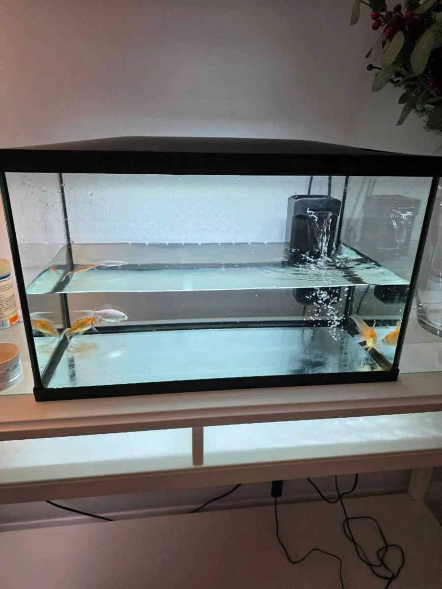 Complete Fish Tank Starter Kit + 3 Goldfish - Image 1